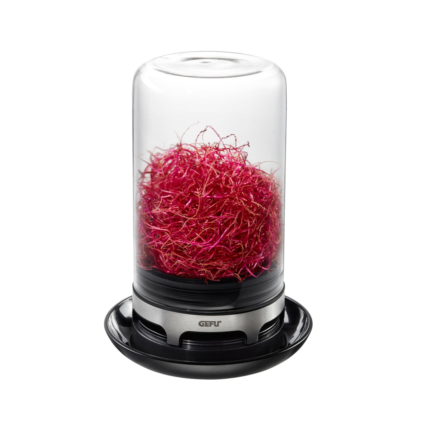 BIVITA sprouting jar with red sprouts in clear glass, black base