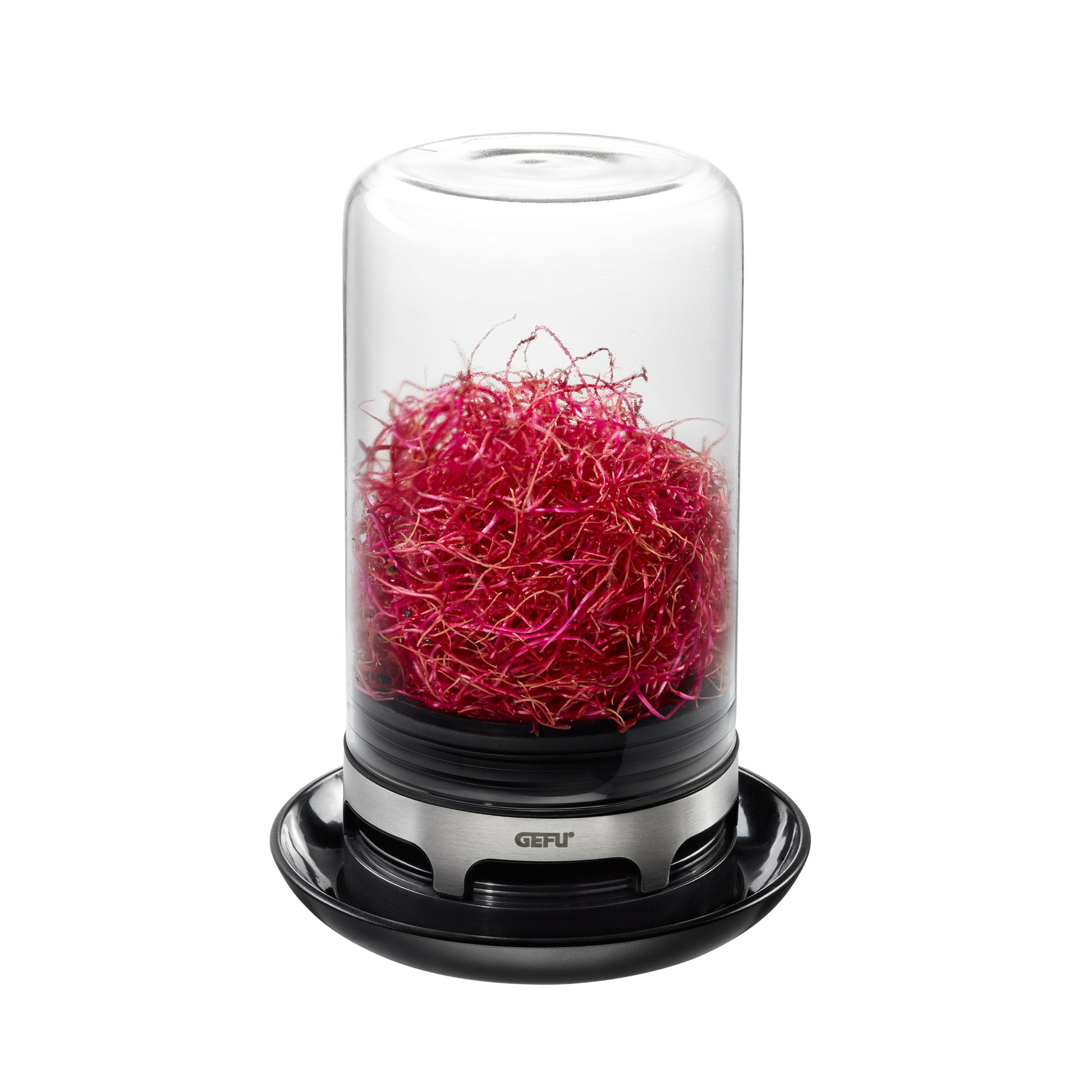 BIVITA sprouting jar with red sprouts in clear glass, black base