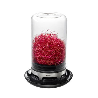 BIVITA sprouting jar with red sprouts in clear glass, black base