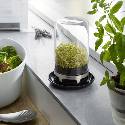 BIVITA sprouting jar with green sprouts in clear glass, black base
